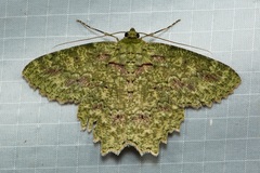 Herochroma urapteraria