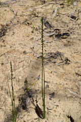 Microtis oblonga
