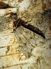 Lithophane disposita
