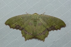 Paramaxates macrocerata