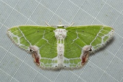 Protuliocnemis partita