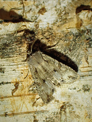 Lithophane disposita