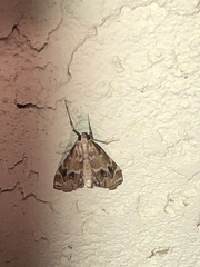 Petrophila avernalis