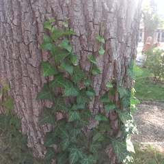 Hedera helix
