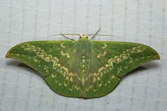 Tanaorhinus malayanus