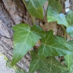 Hedera helix