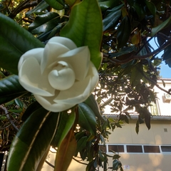 Magnolia grandiflora