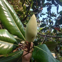 Magnolia grandiflora