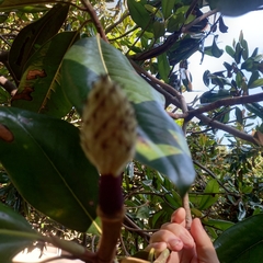Magnolia grandiflora