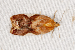 Clepsis persicana