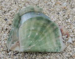 Margaritidae