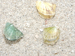 Margaritidae