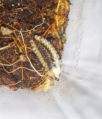 Asymmetricata circumdata