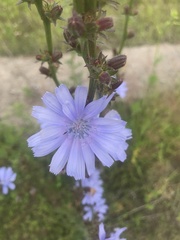 Cichorium intybus