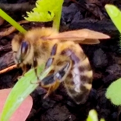 Apis mellifera