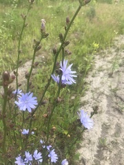 Cichorium intybus
