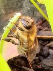Apis mellifera