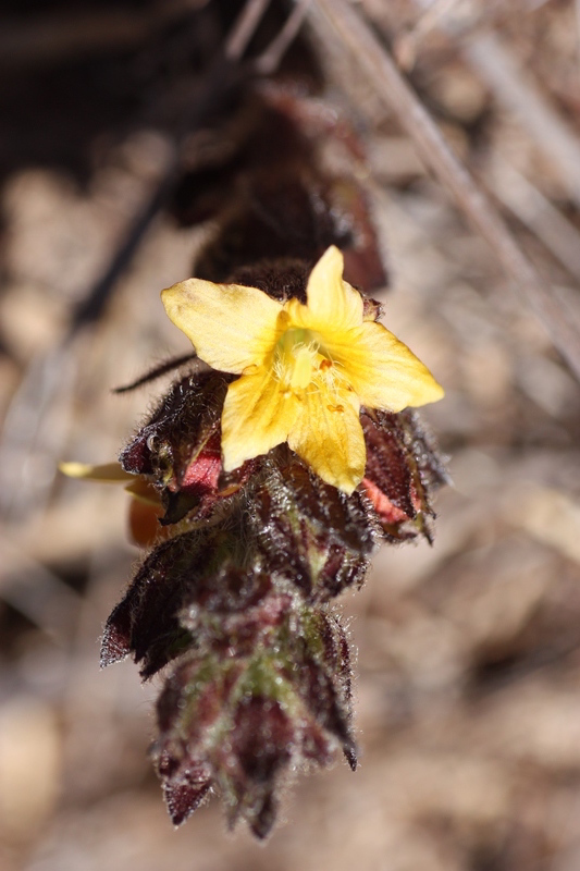 Alectra capensis