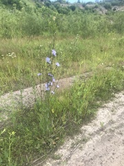 Cichorium intybus