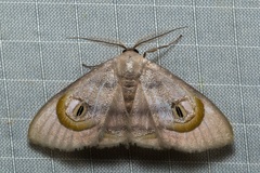 Problepsis achlyobathra