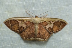 Zythos avellanea