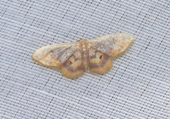 Idaea scintillularia