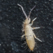 Entomobrya unostrigata - Photo (c) Tony Iwane,  זכויות יוצרים חלקיות (CC BY-NC), הועלה על ידי Tony Iwane