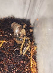 Asymmetricata circumdata