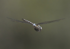 Rhionaeschna californica