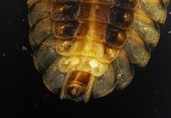 Asymmetricata circumdata