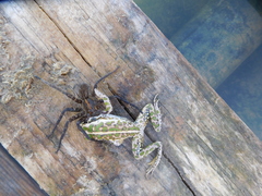 Ranoidea cyclorhynchus