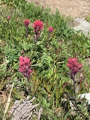 Castilleja parviflora