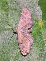 Eupithecia simpliciata