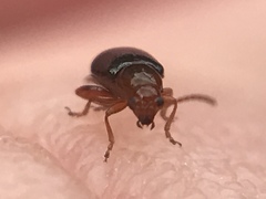 Glyptina