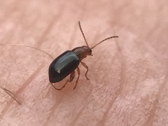 Glyptina