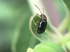 Glyptina
