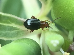 Glyptina