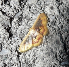 Idaea scintillularia