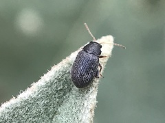 Epitrix fuscula