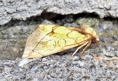 Basilodes pepita