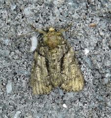 Chytonix