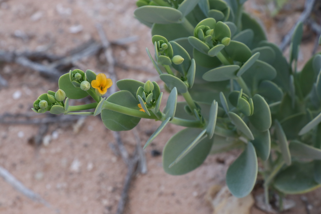 Roepera crassissima