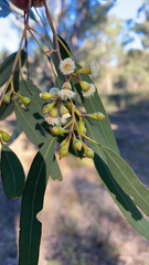 Eucalyptus albens