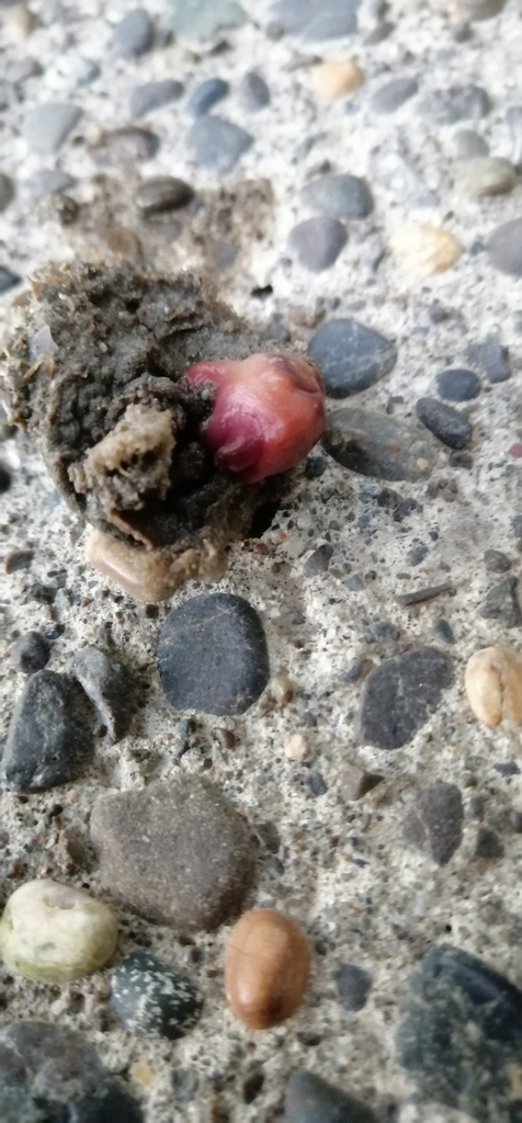 Pyura subuculata