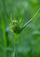 Sclerophthora macrospora