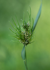 Sclerophthora macrospora