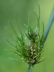 Sclerophthora macrospora