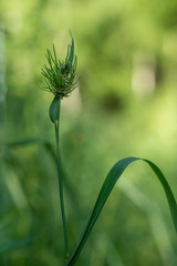 Sclerophthora macrospora