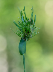 Sclerophthora macrospora