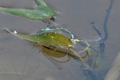 Paracercion hieroglyphicum